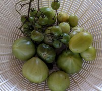 tomates vertes